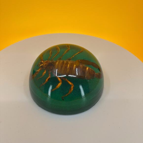 Scorpion Encased in Pexiglass - Picture 8 of 16